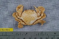 藏品(繁點紋腕蟹)的圖片